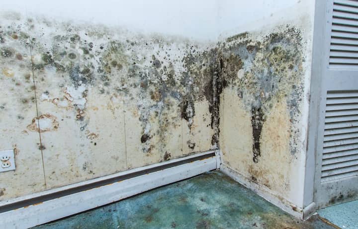 mold remediation brooksville