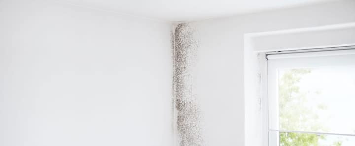 Mold Encapsulation Solutions Near Me